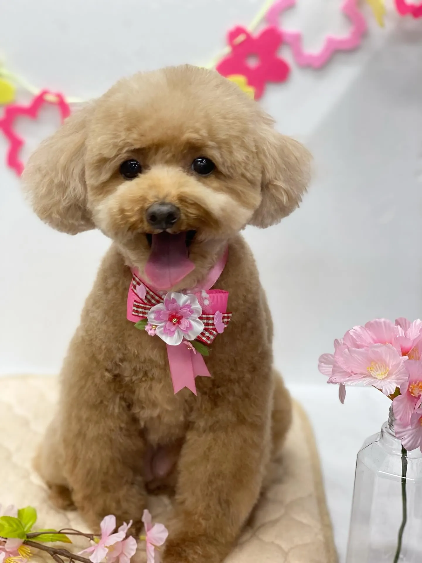 プリンちゃん💓