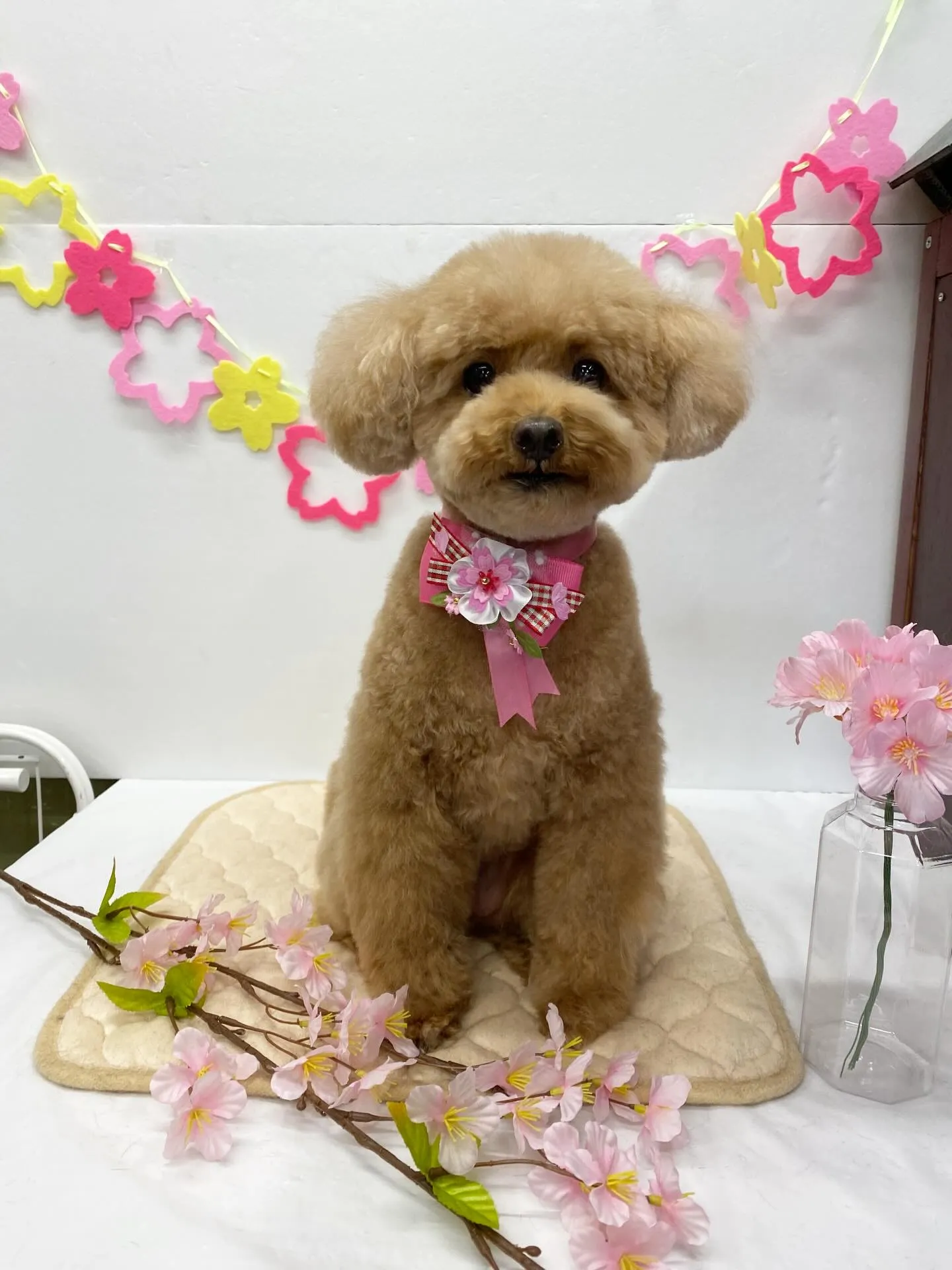 プリンちゃん💓