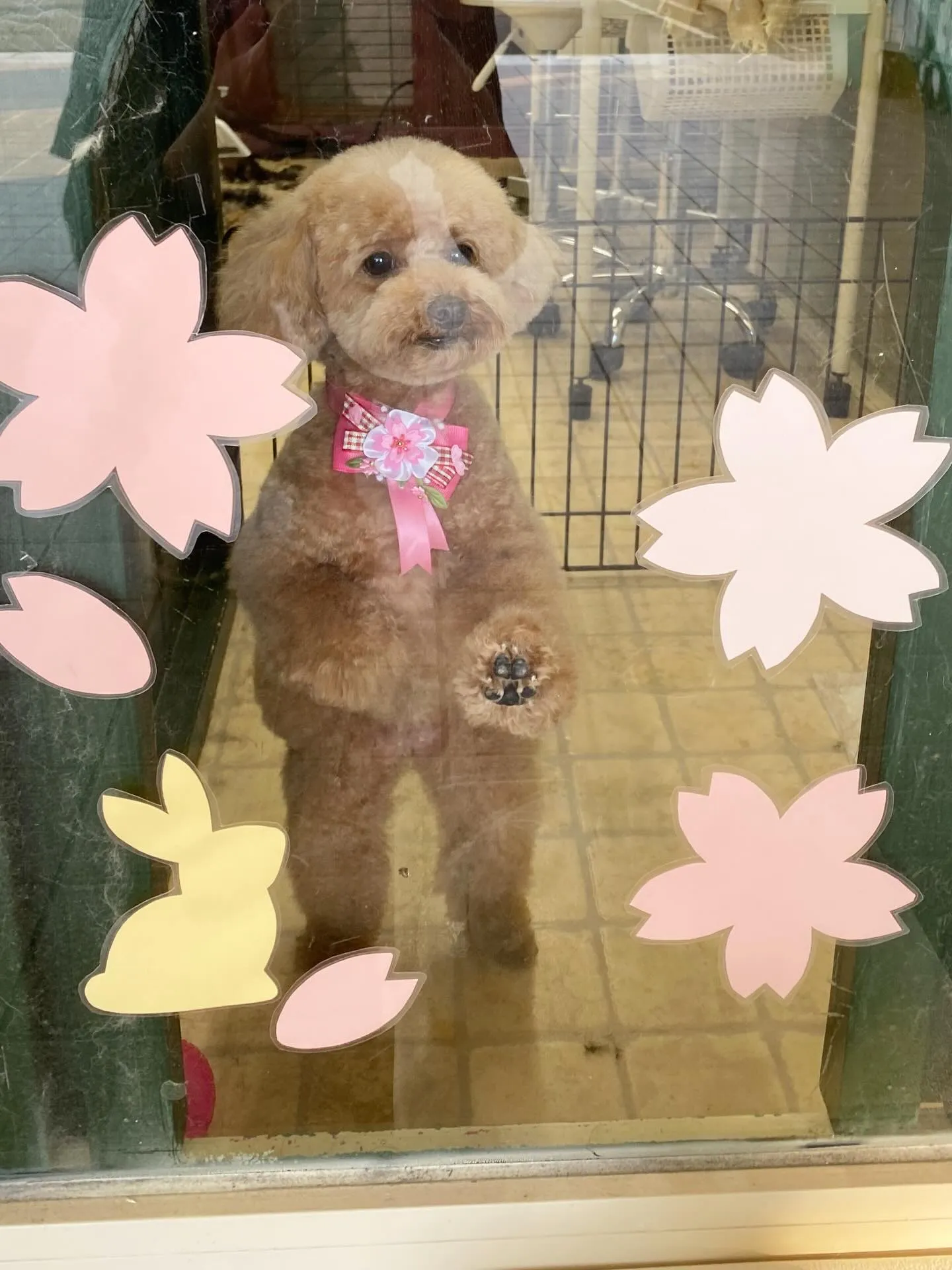 プリンちゃん💓