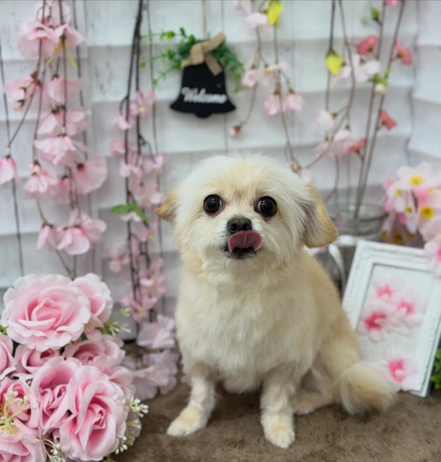 アッシュちゃん🧸🌸