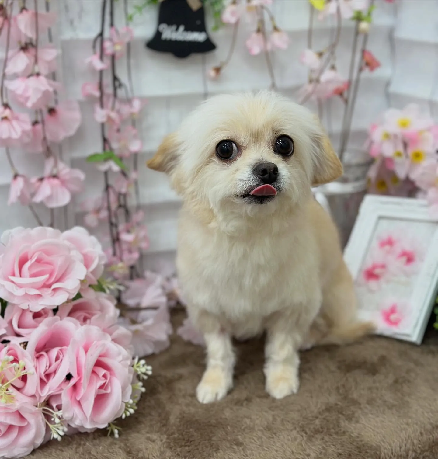 アッシュちゃん🧸🌸