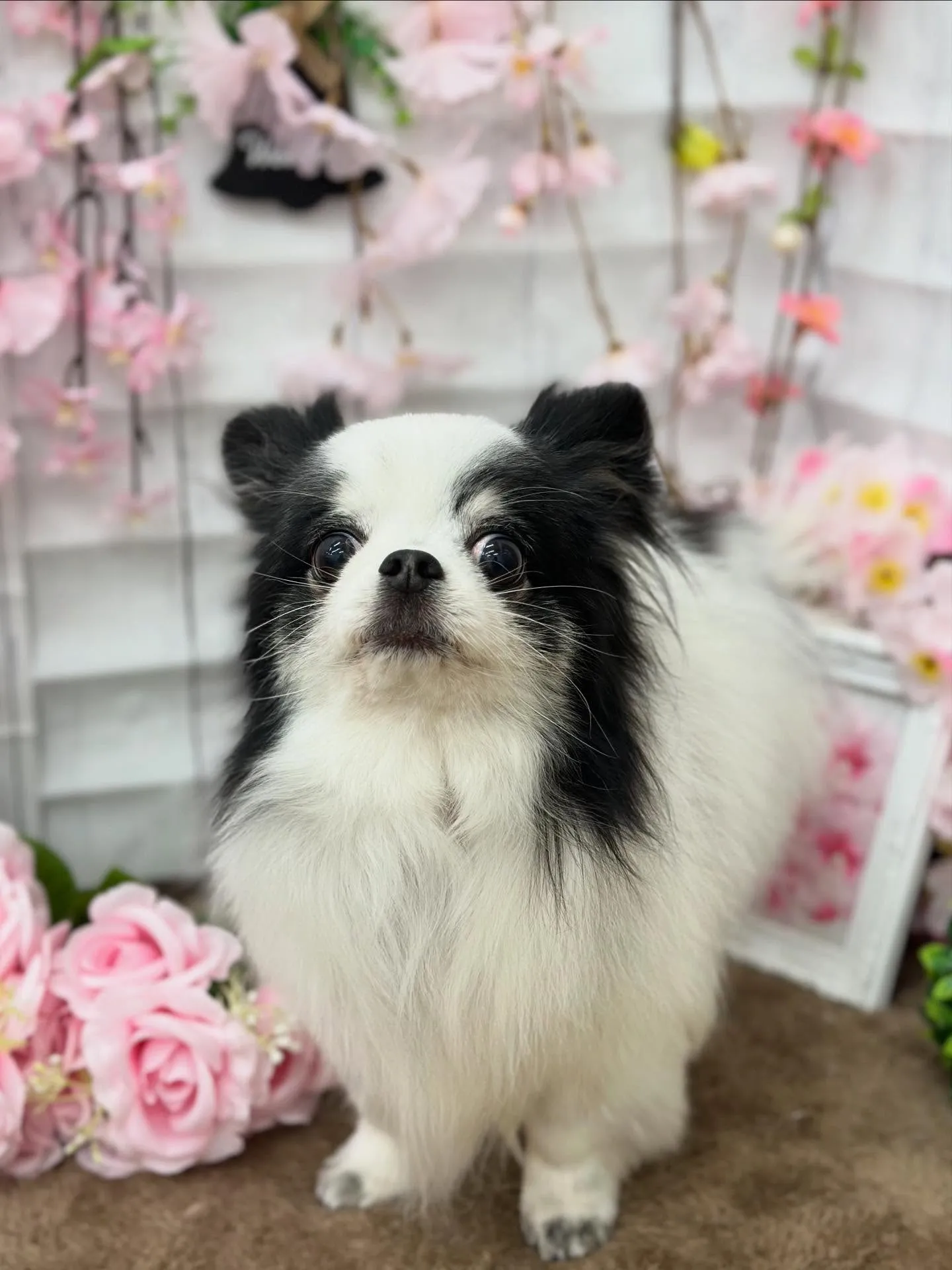 あんこちゃん🪐