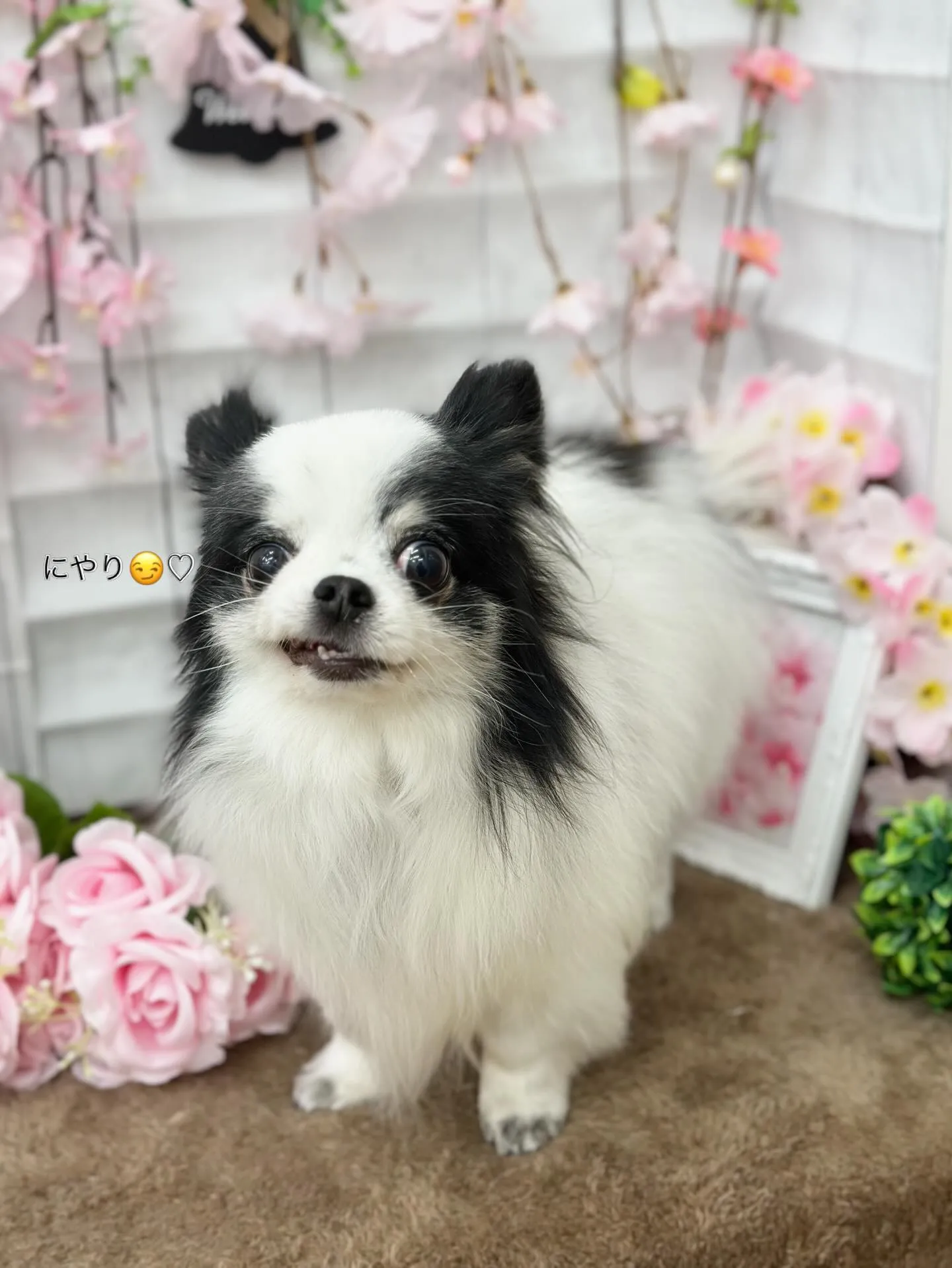 あんこちゃん🪐