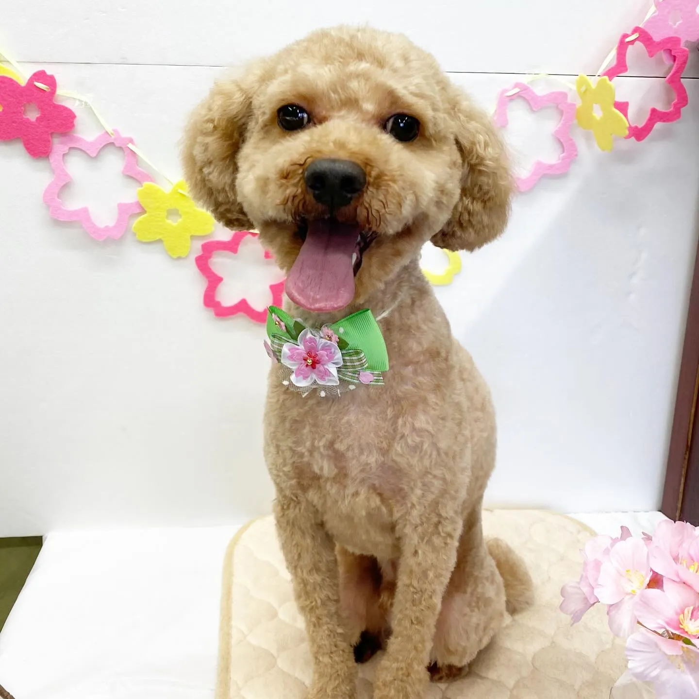 らんまるくん💓