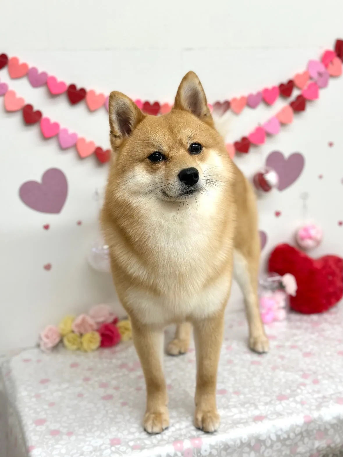 🎀ロキくん🎀