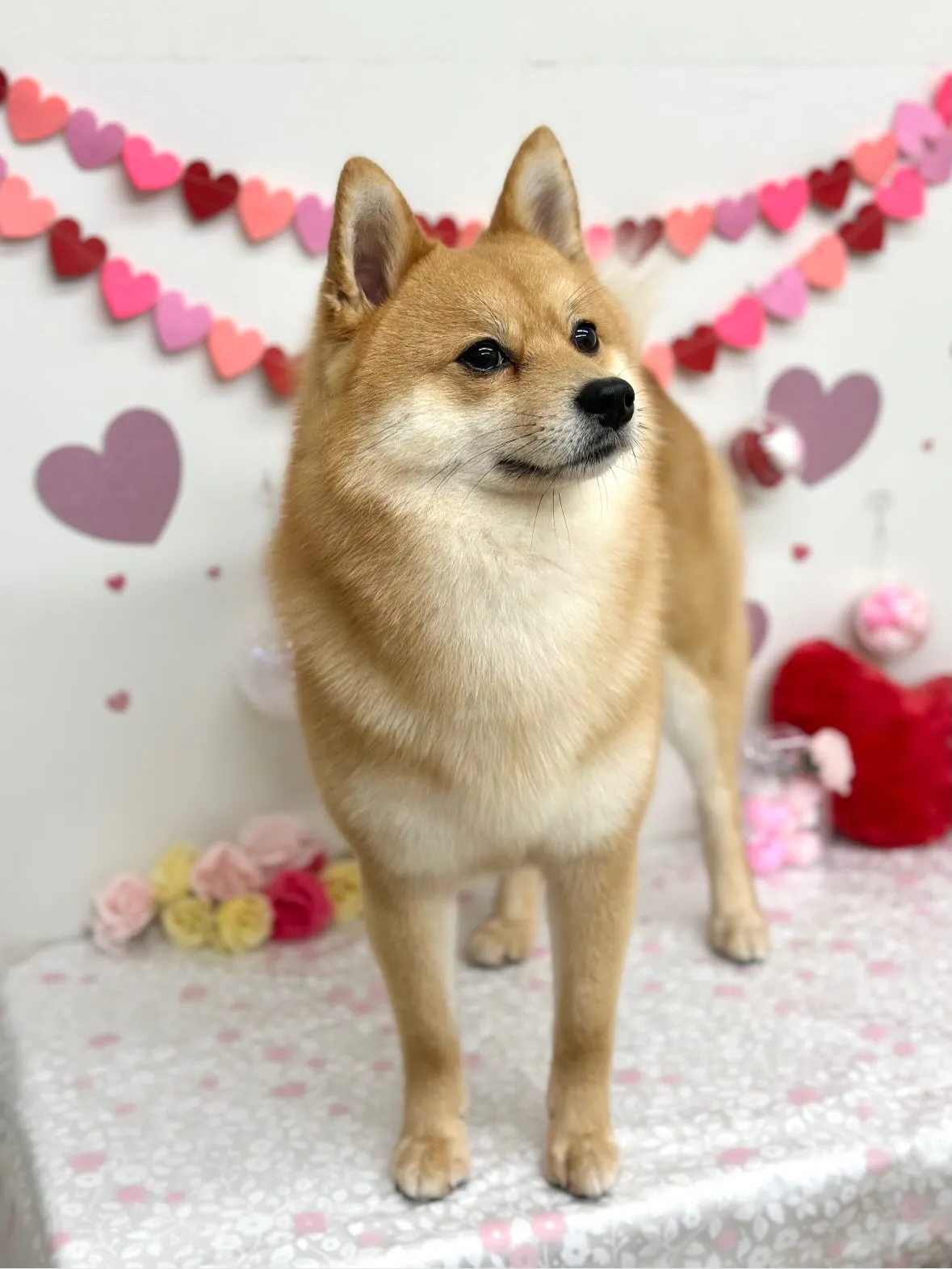 🎀ロキくん🎀