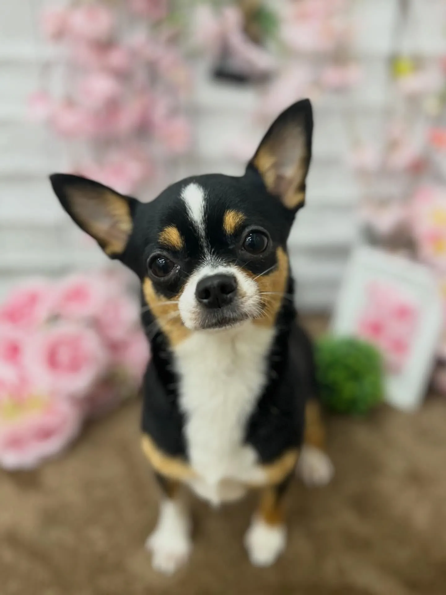 チョコちゃん🍫