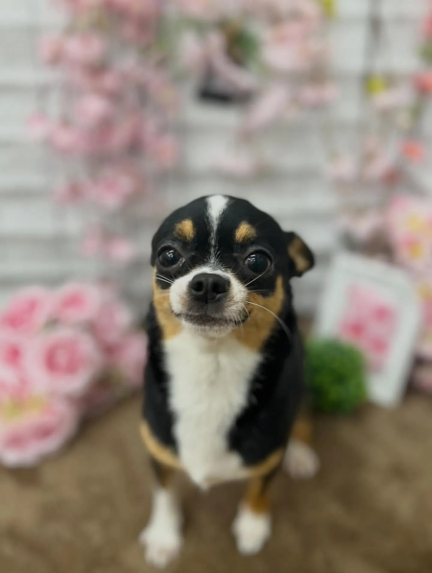 チョコちゃん🍫