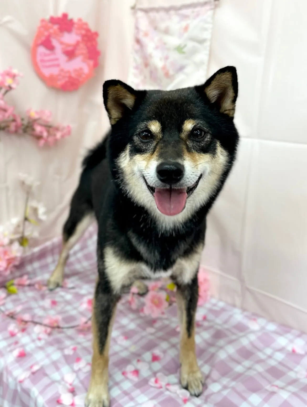 🌸大吉くん🌸