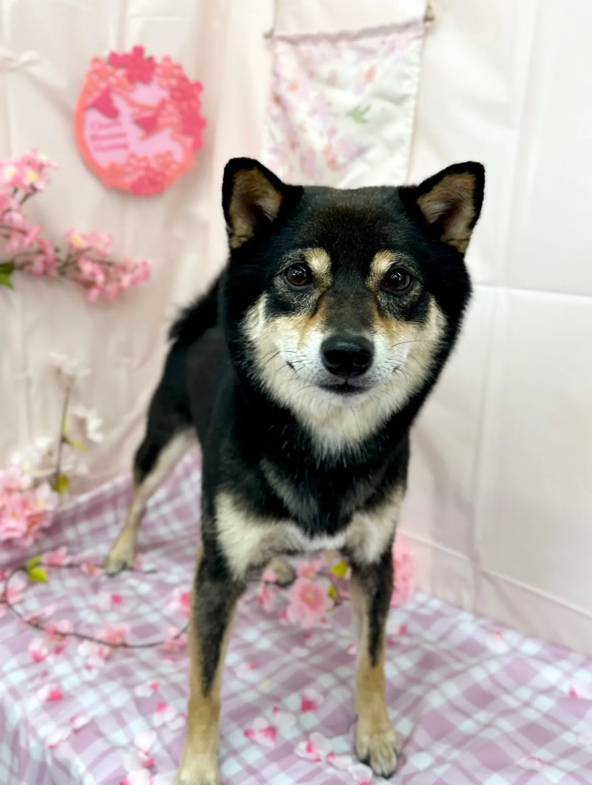 🌸大吉くん🌸