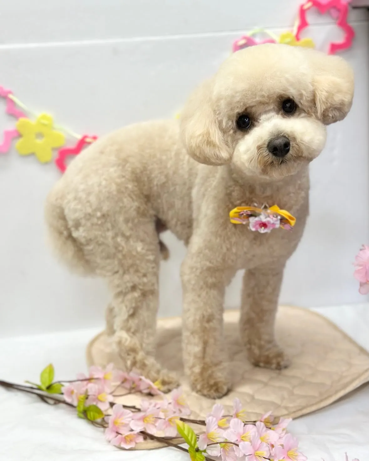 🌸マロンくん🌸