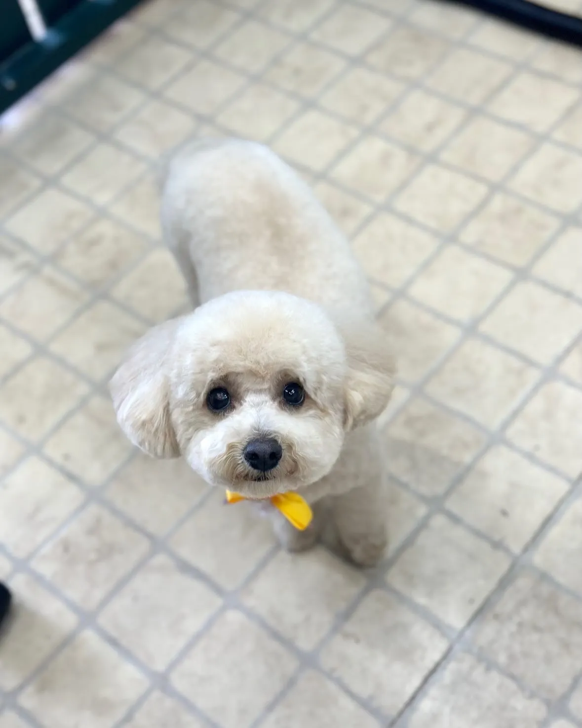 🌸マロンくん🌸