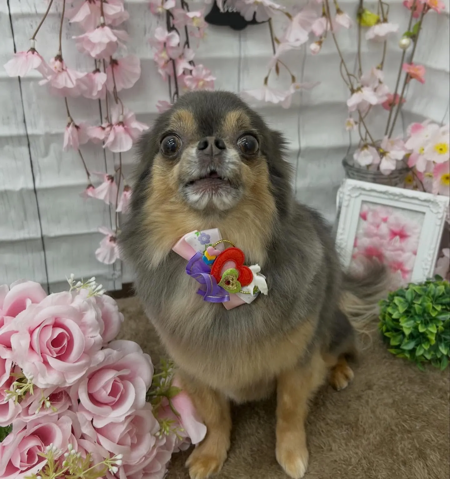 ラプンちゃん🌸