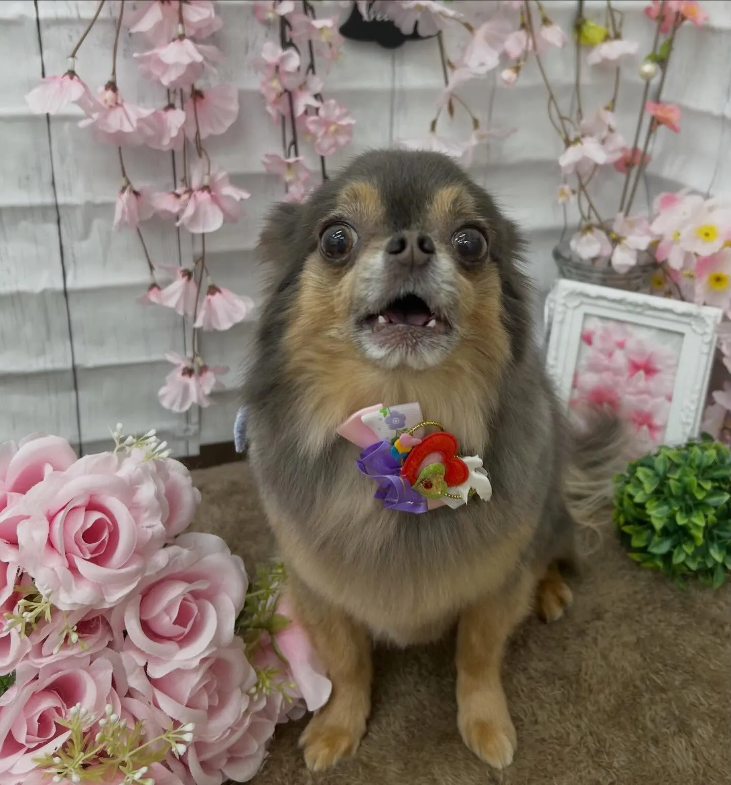 ラプンちゃん🌸