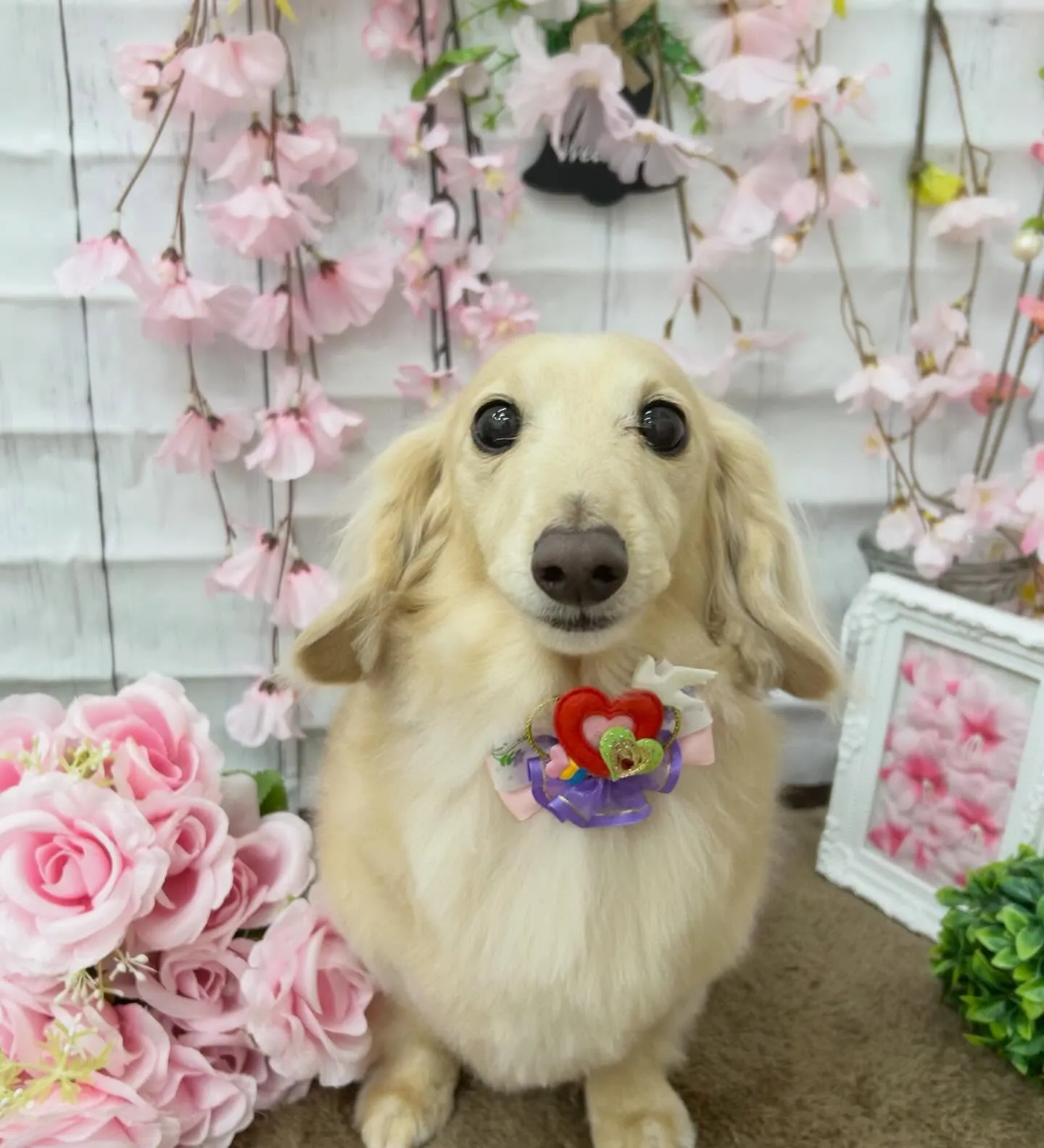 🌸ニコちゃん🌸