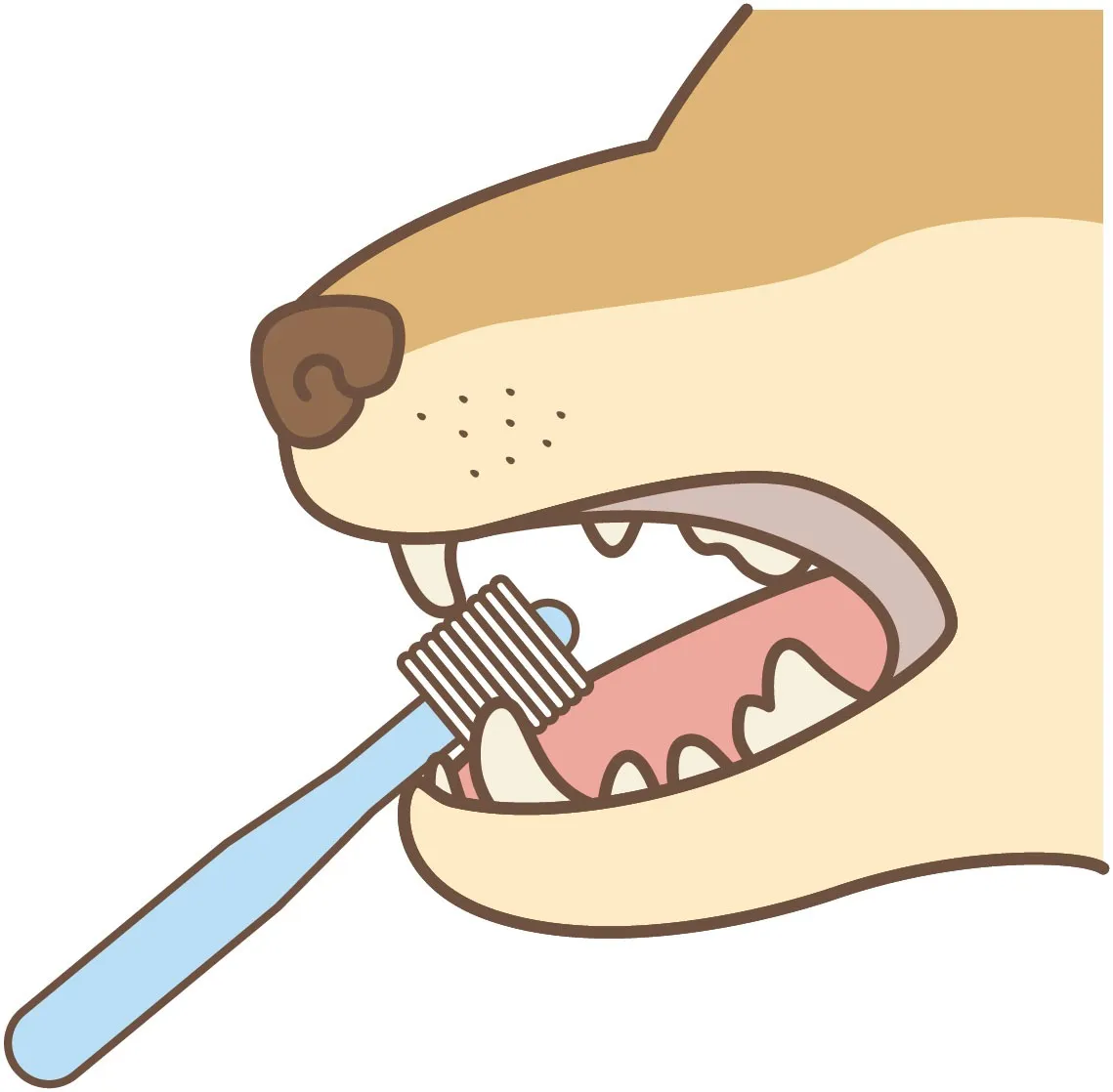 松坂市・伊勢市の愛犬歯磨き術