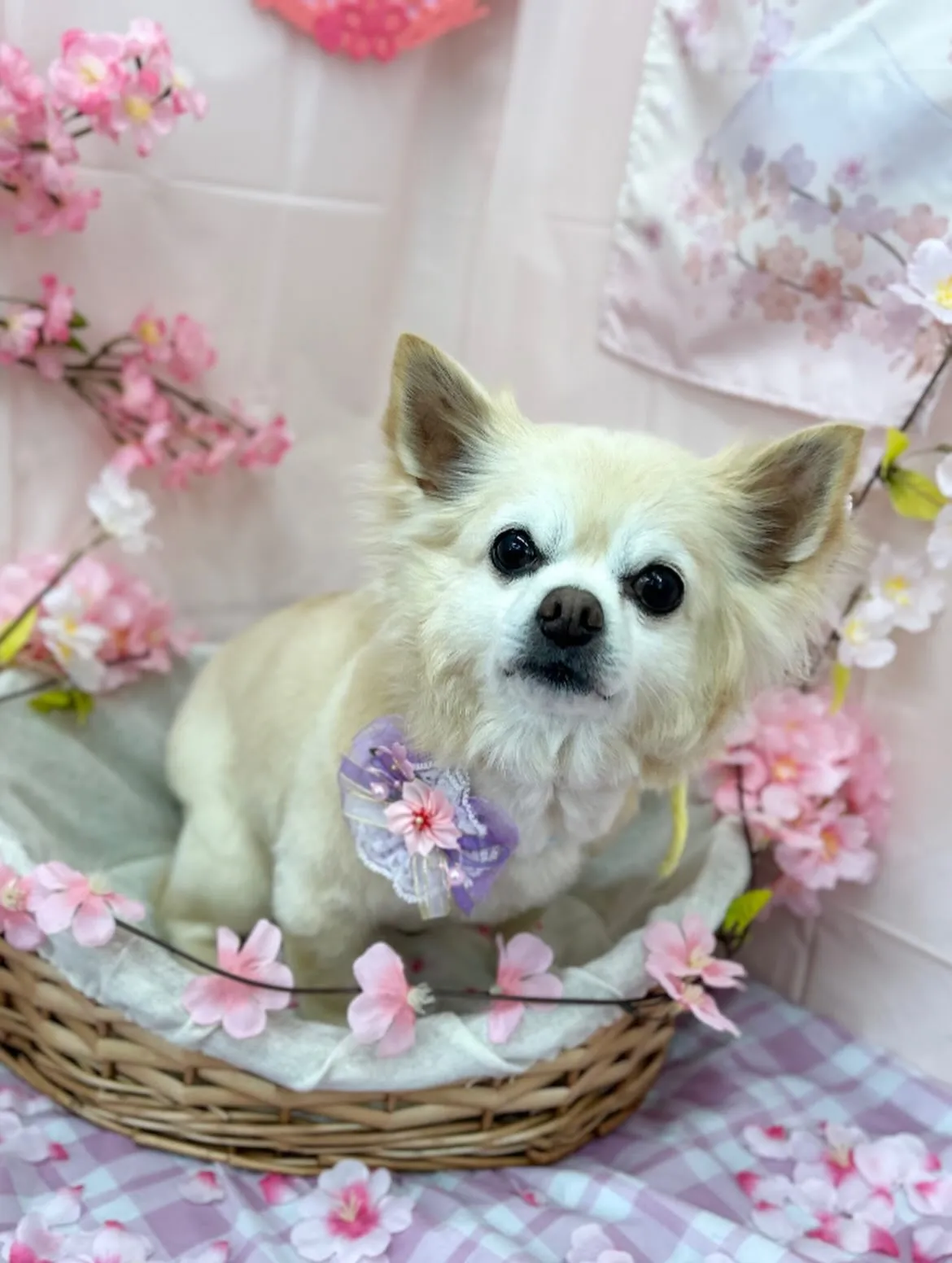 🌸はなちゃん🌸