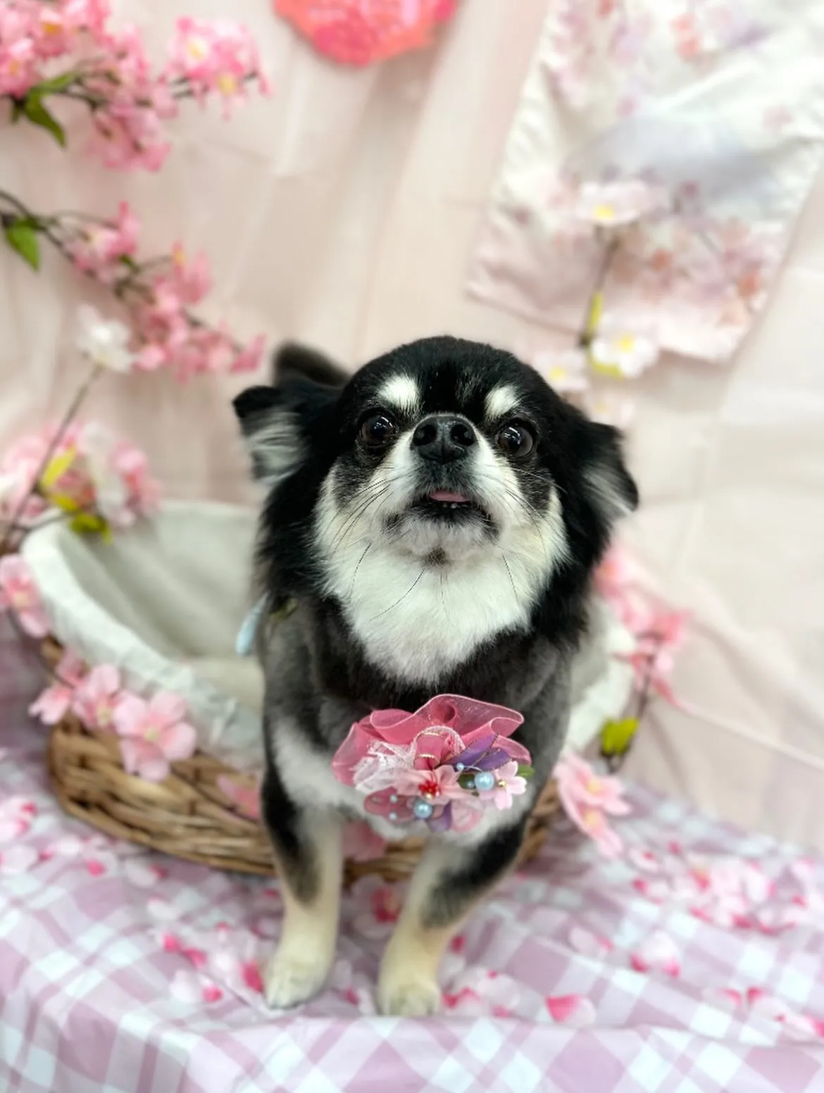 🌸レイちゃん🌸