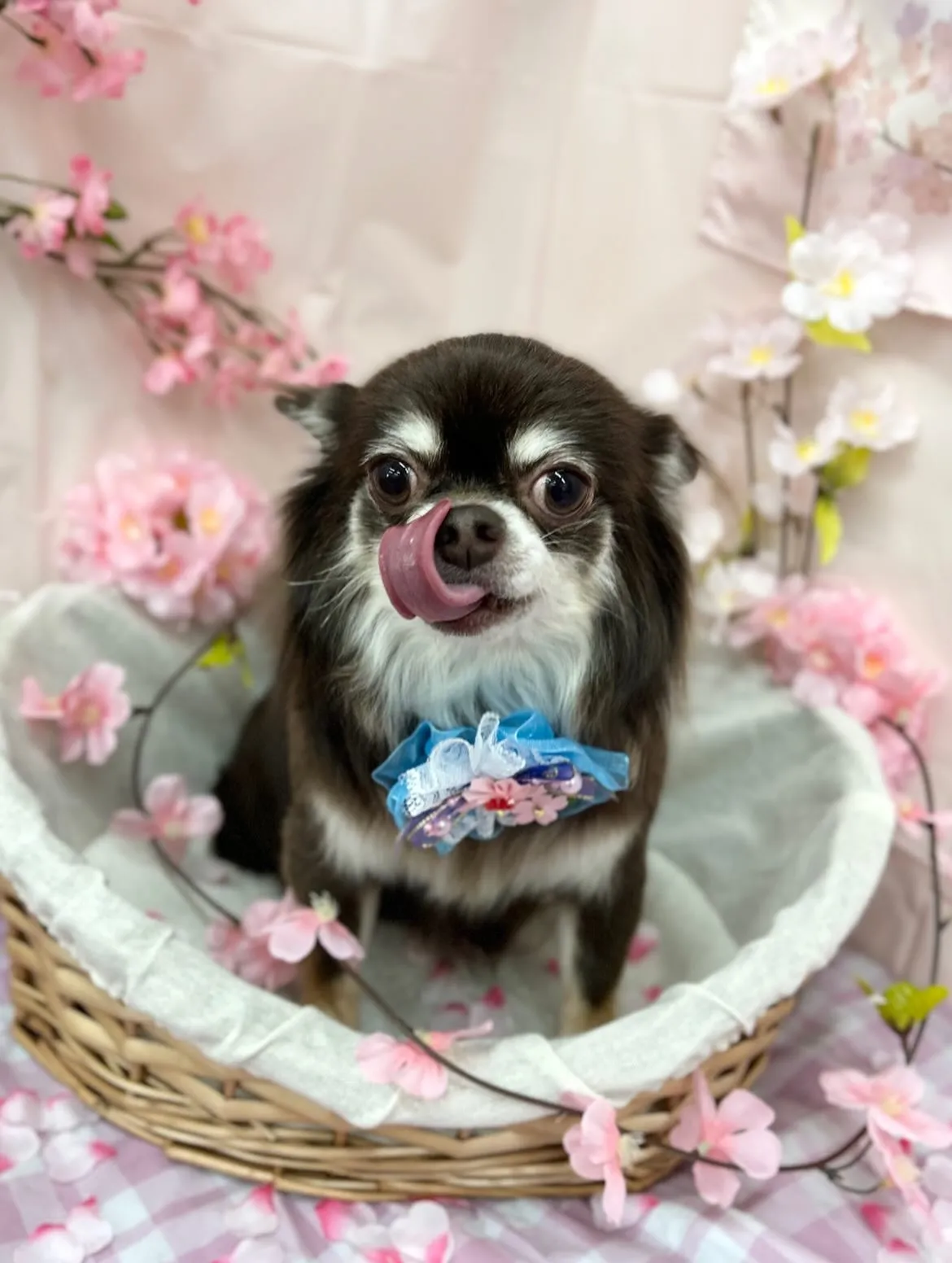 🌸メルちゃん🌸