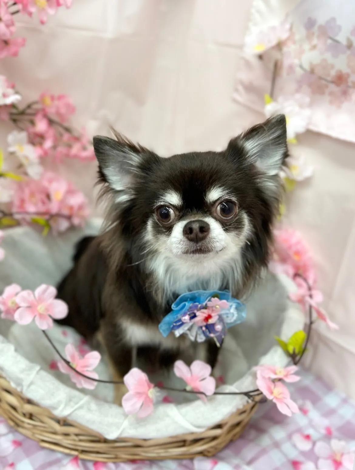 🌸メルちゃん🌸