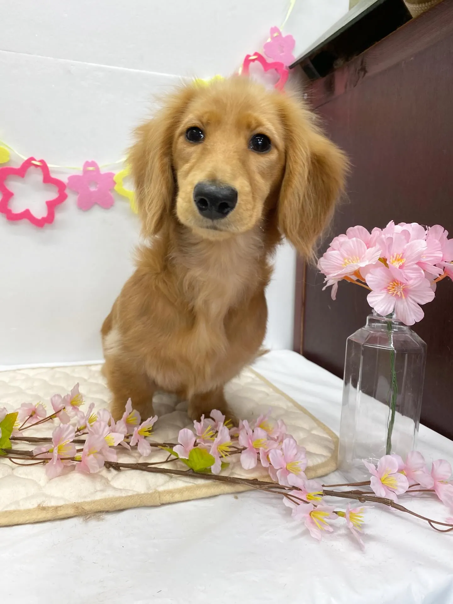 マロンちゃん💖