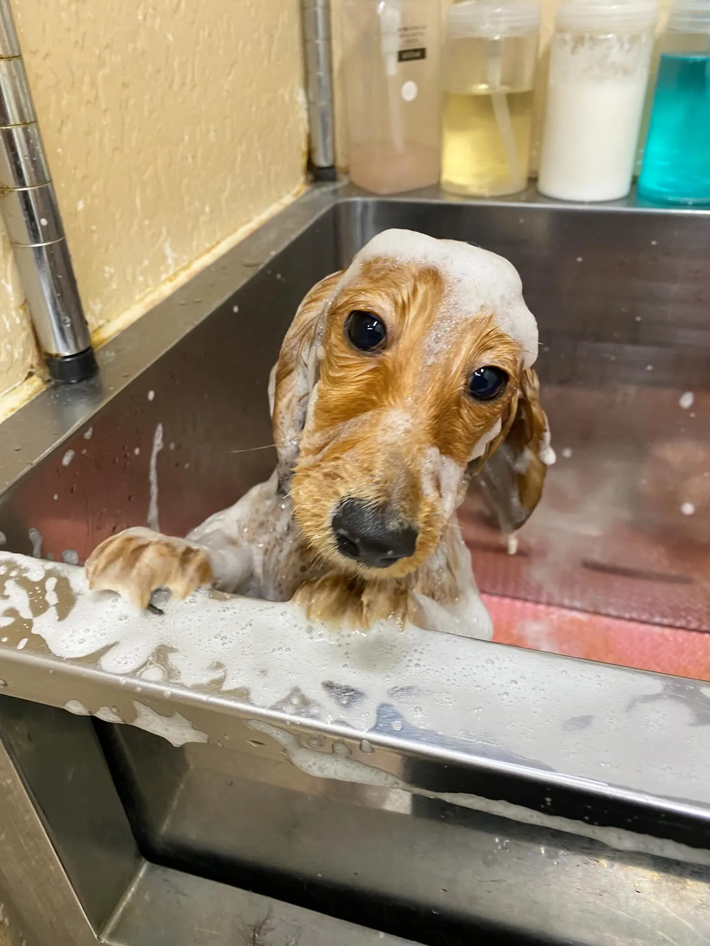 マロンちゃん💖