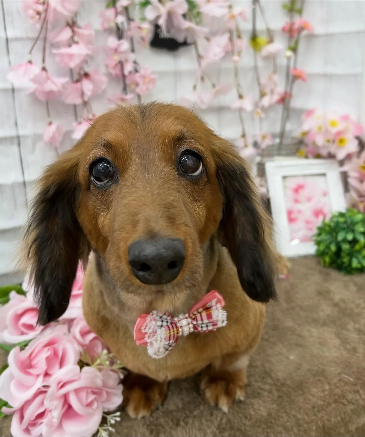 ゆずちゃん&らんちゃん🌸