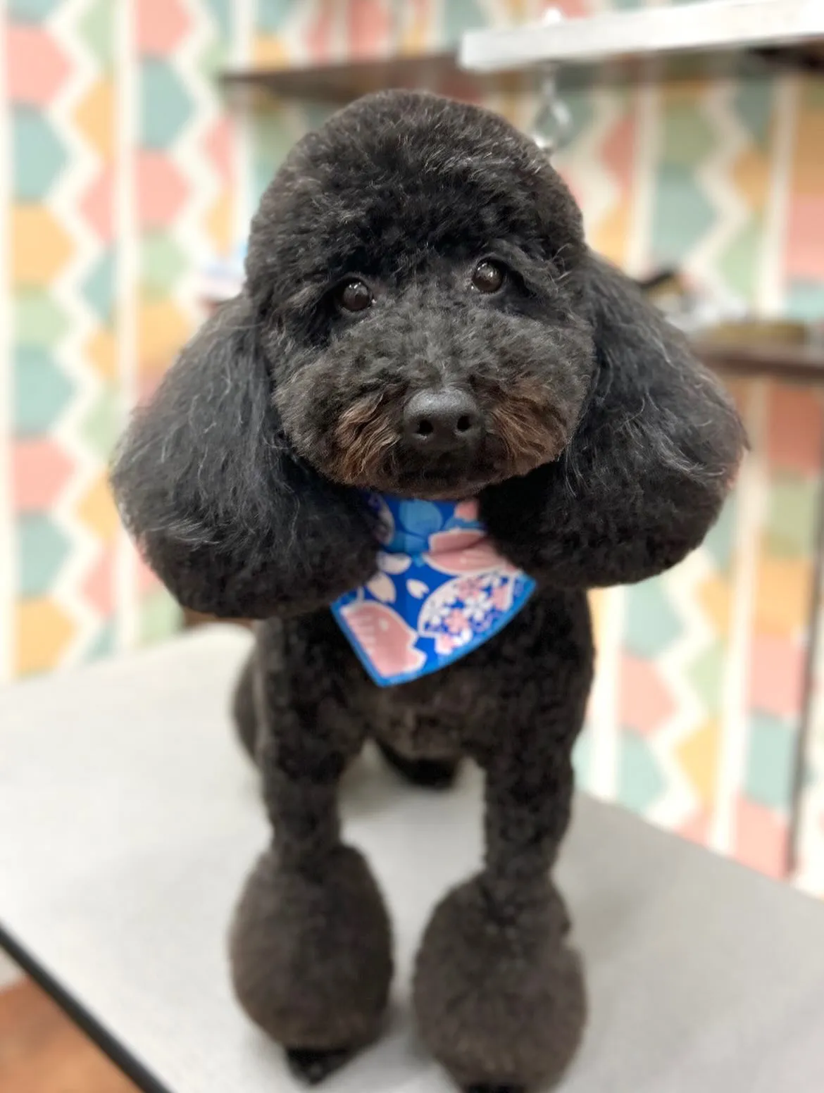 🌸くろまろくん🌸