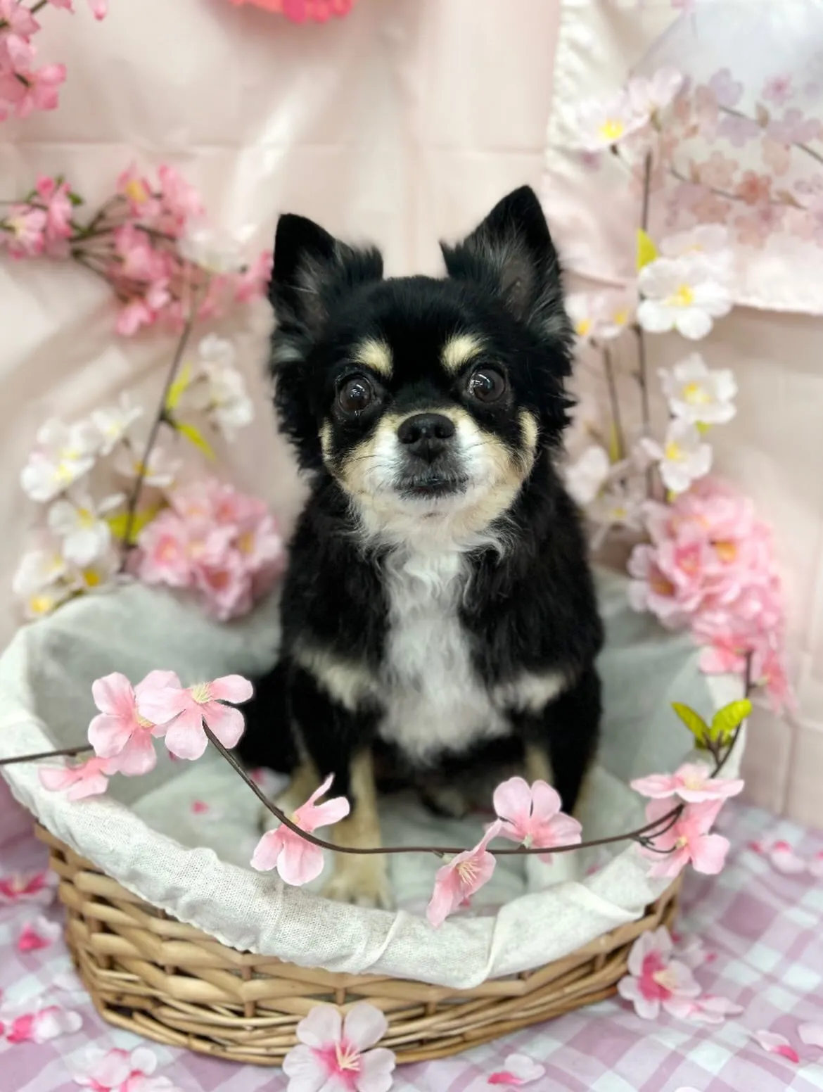 🌸はるゑちゃん🌸