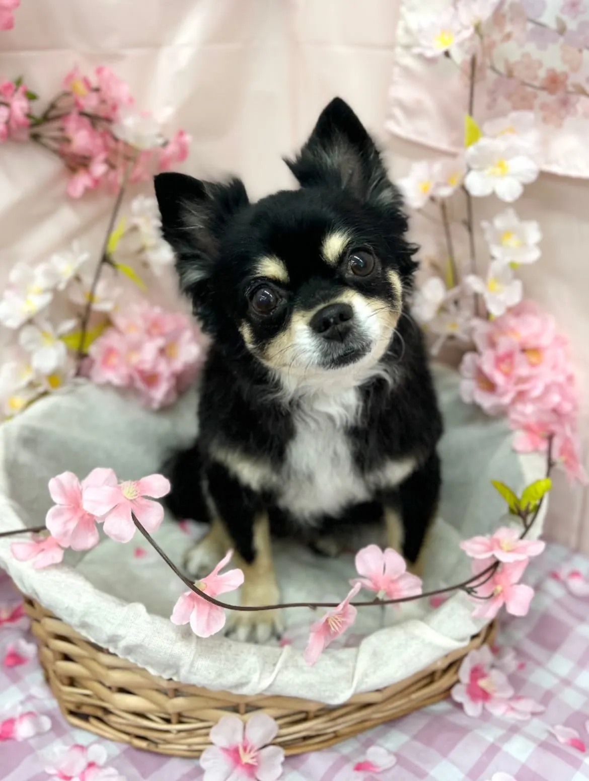 🌸はるゑちゃん🌸