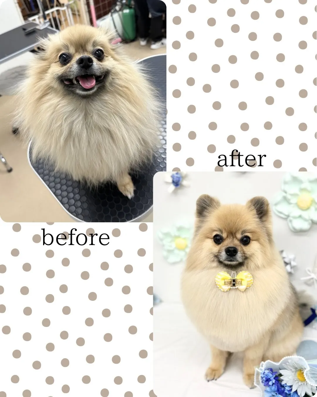 🕊️くまちゃん🕊️