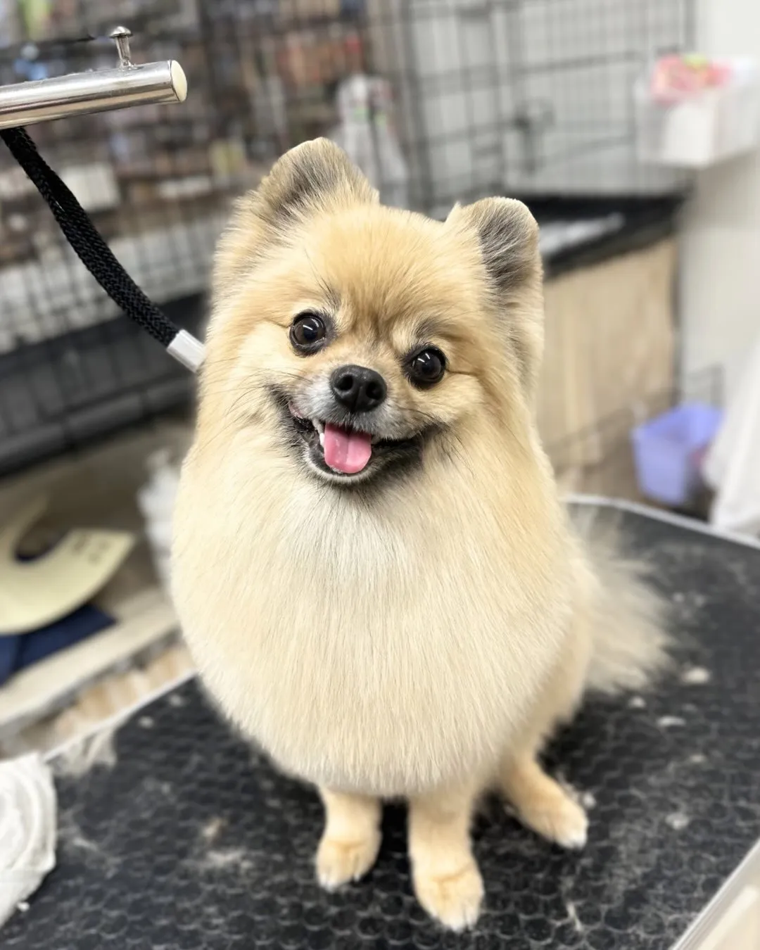 🕊️くまちゃん🕊️