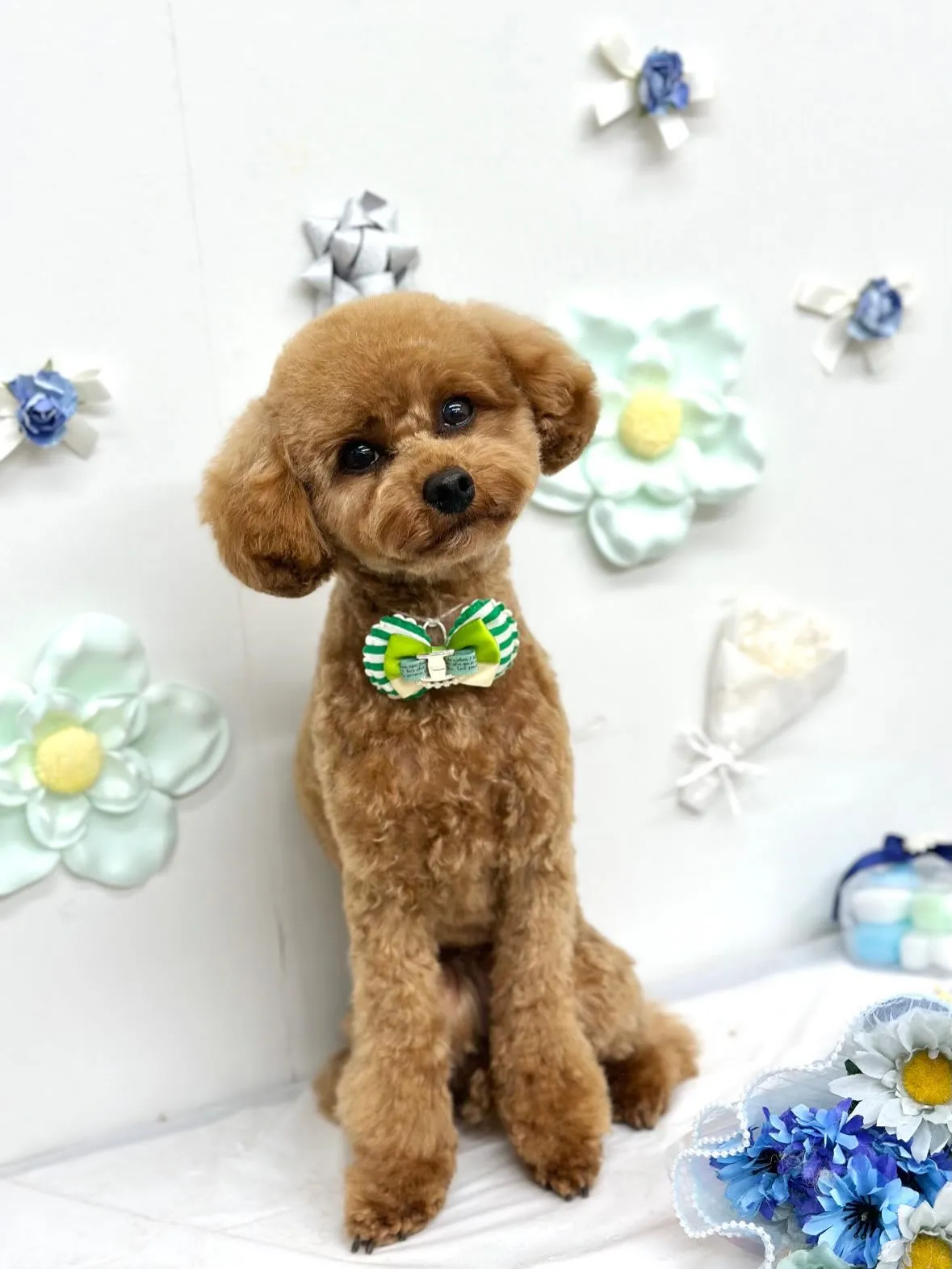 🕊️ぷぅくん🕊️