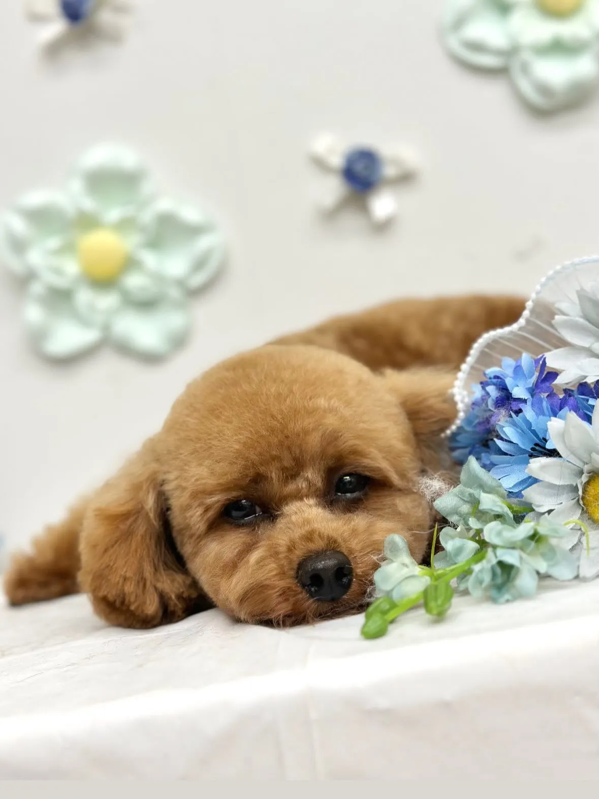 🕊️ぷぅくん🕊️