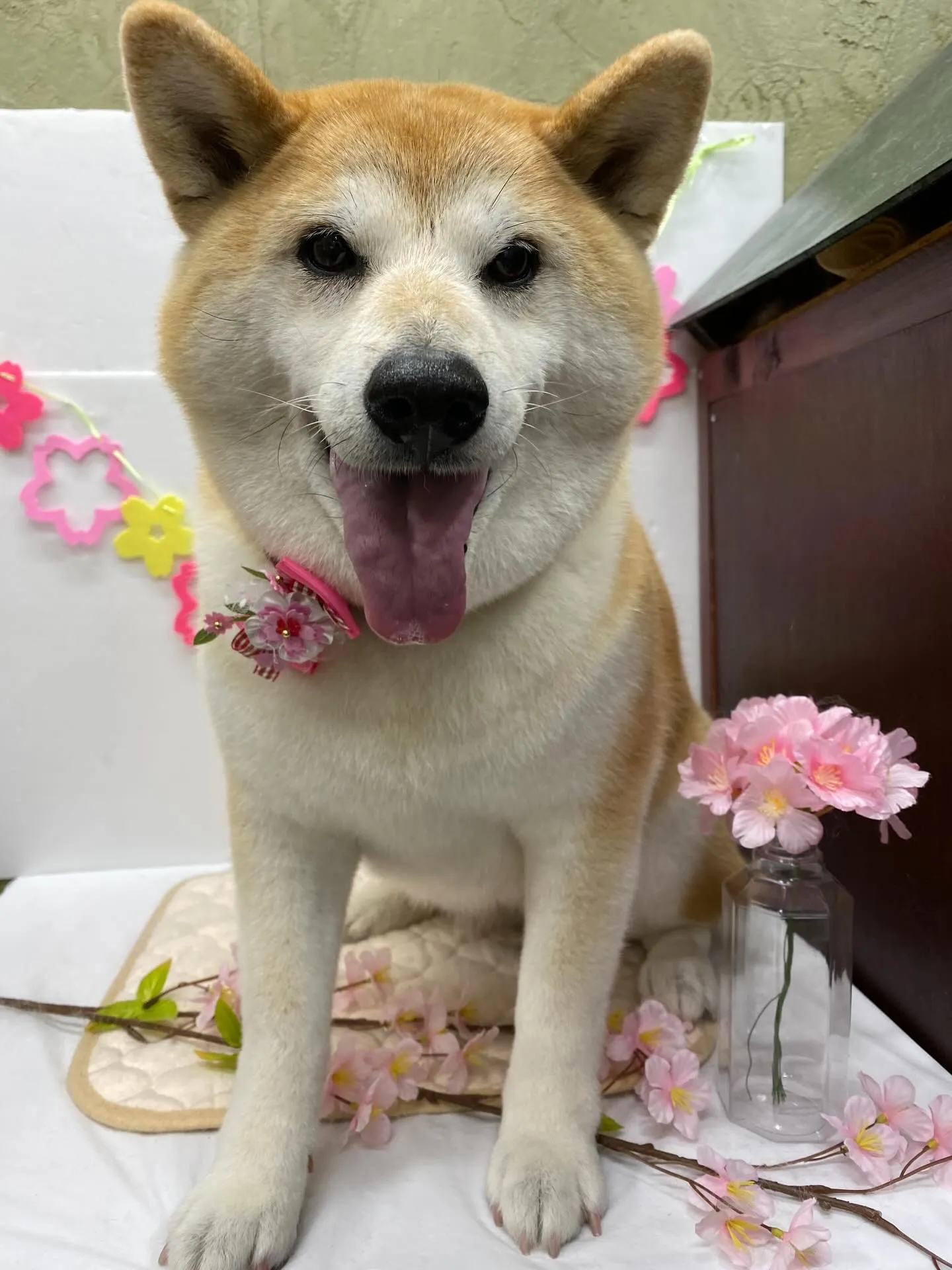 さくらちゃん🌸