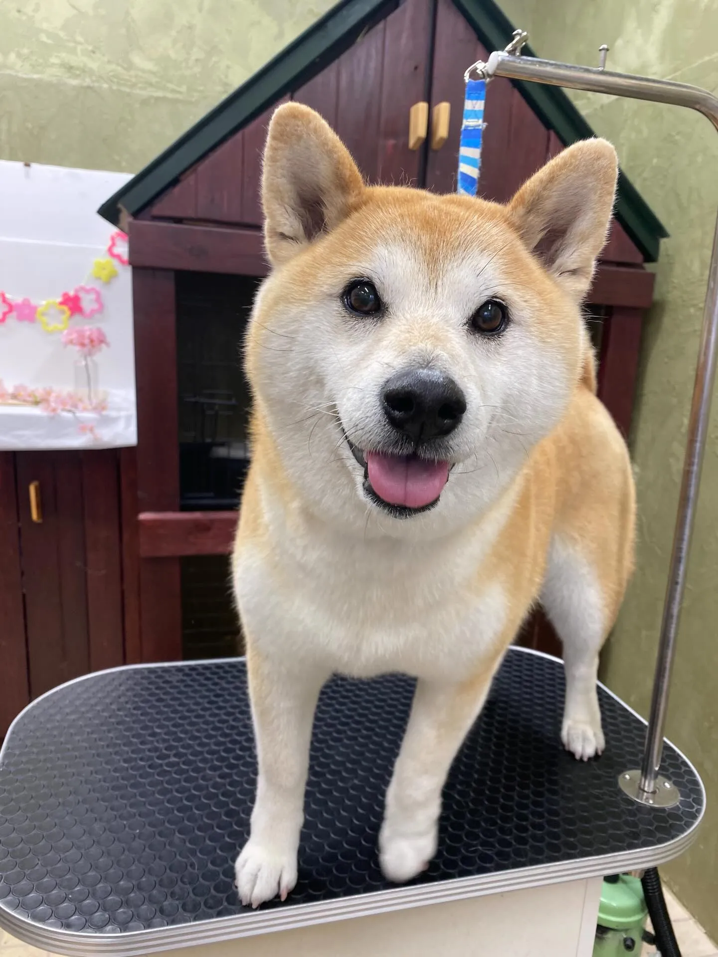 さくらちゃん🌸