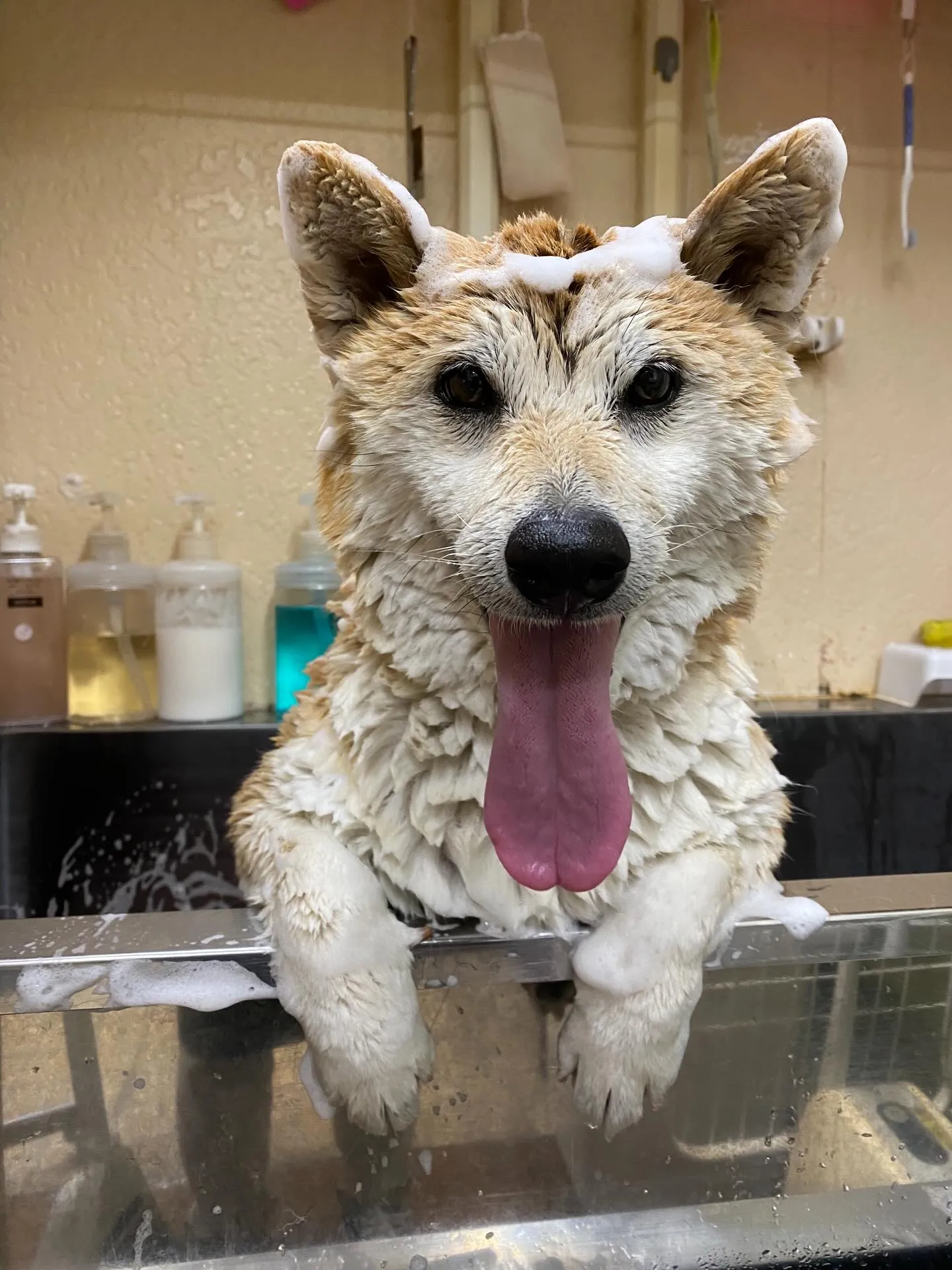 さくらちゃん🌸