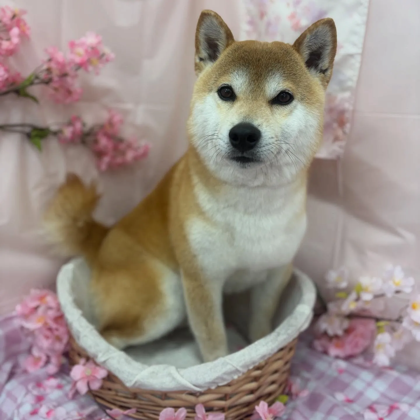 こじろうくん🌸