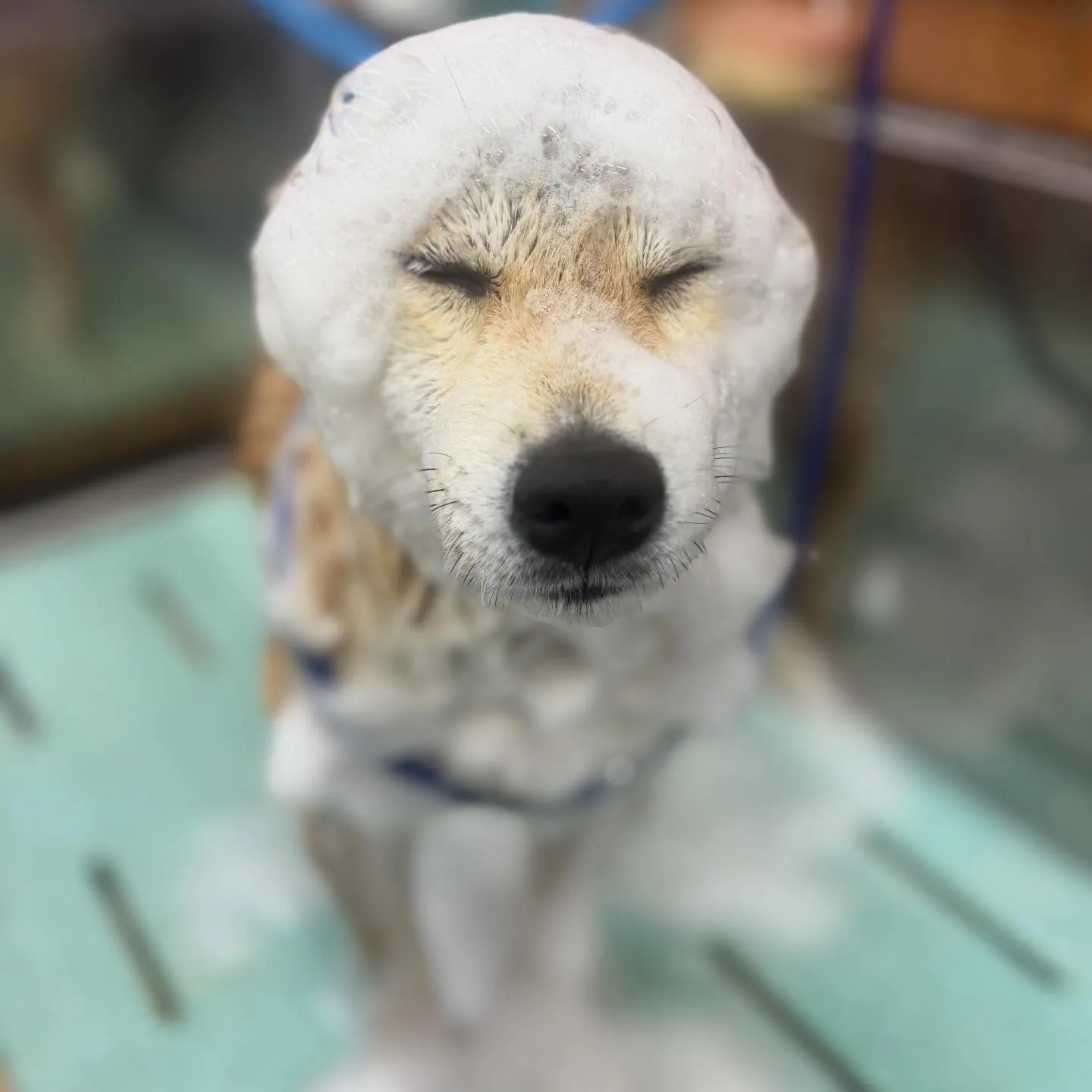 こじろうくん🌸