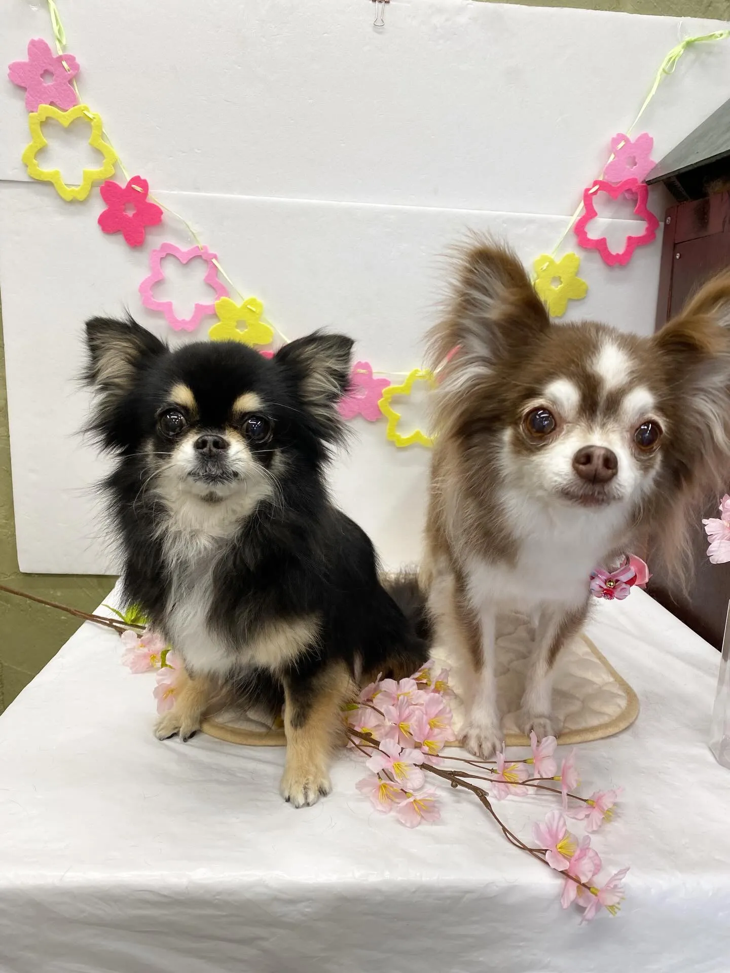 ララちゃんとマロンくん💖