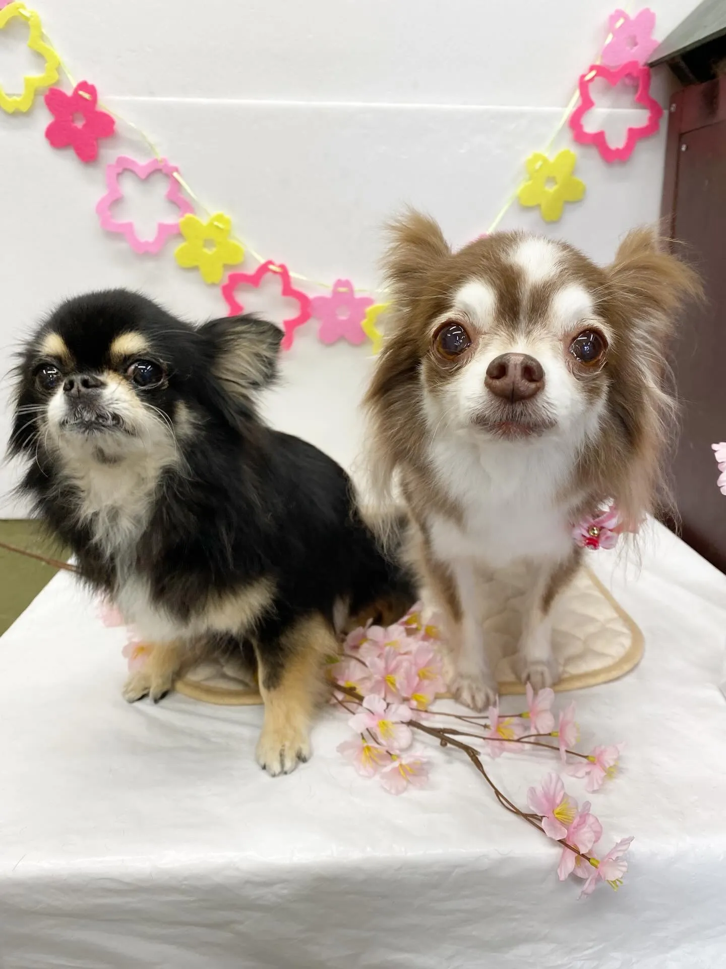 ララちゃんとマロンくん💖