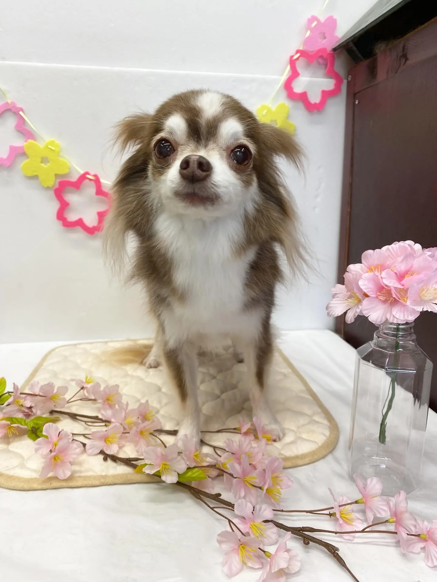 ララちゃんとマロンくん💖