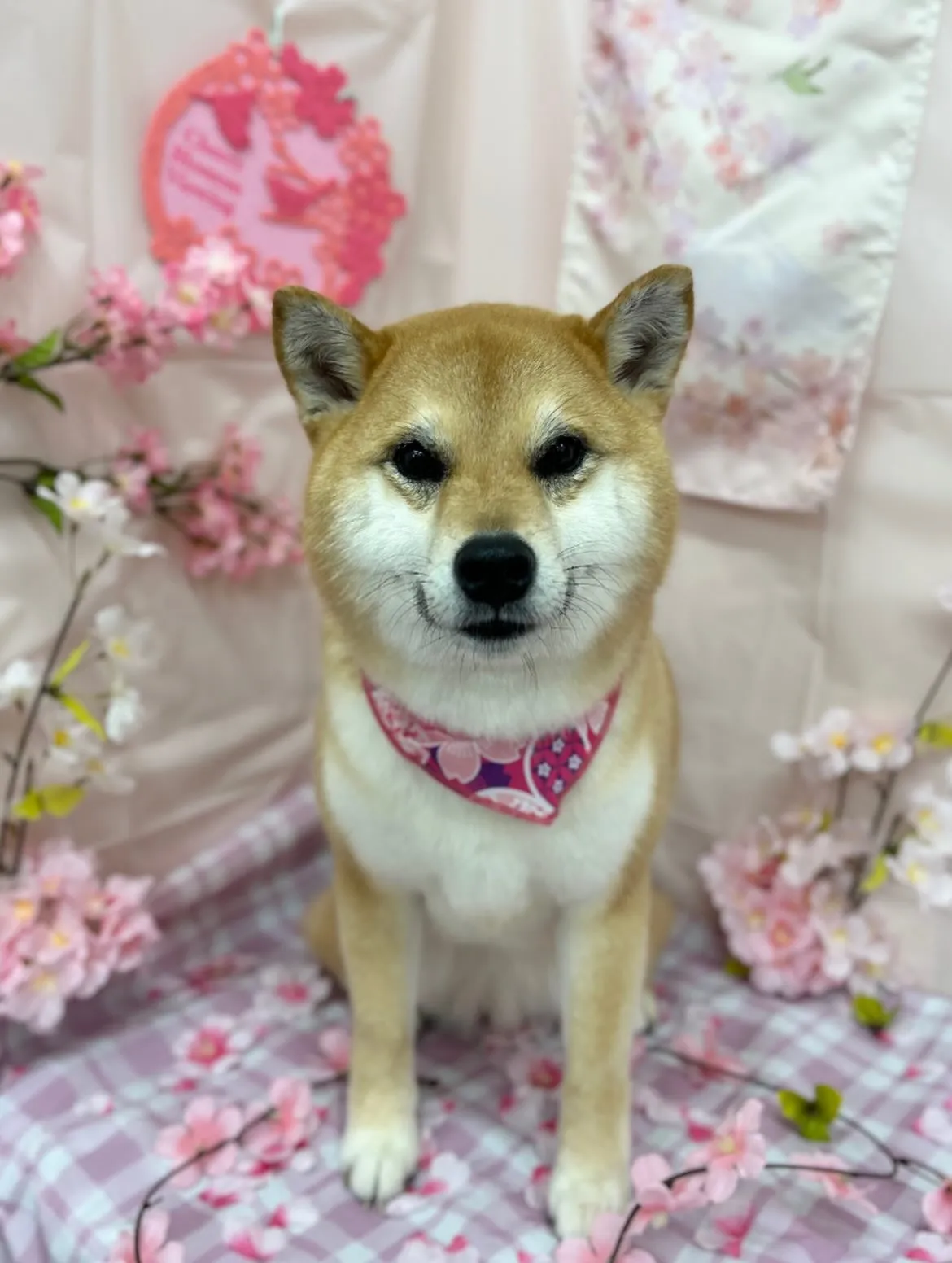 🌸リリちゃん🌸