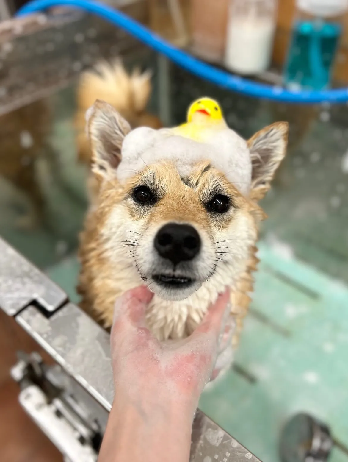 🌸リリちゃん🌸