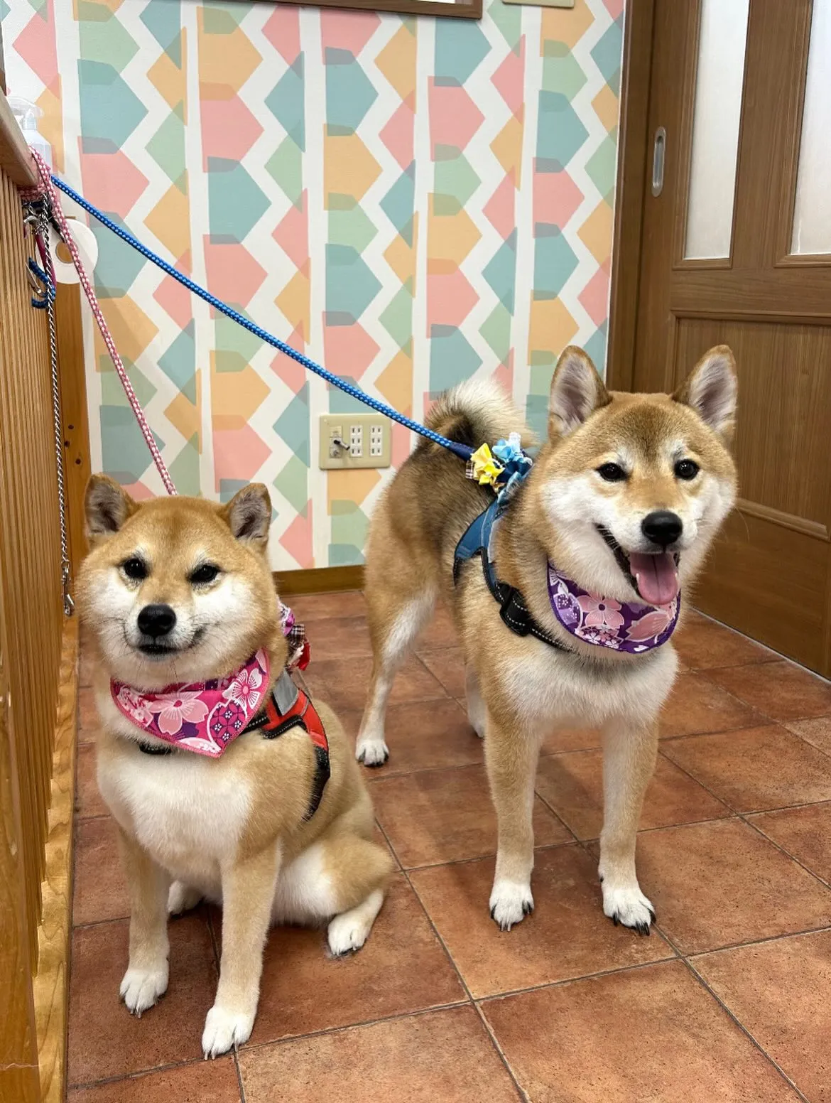 🌸リリちゃん🌸