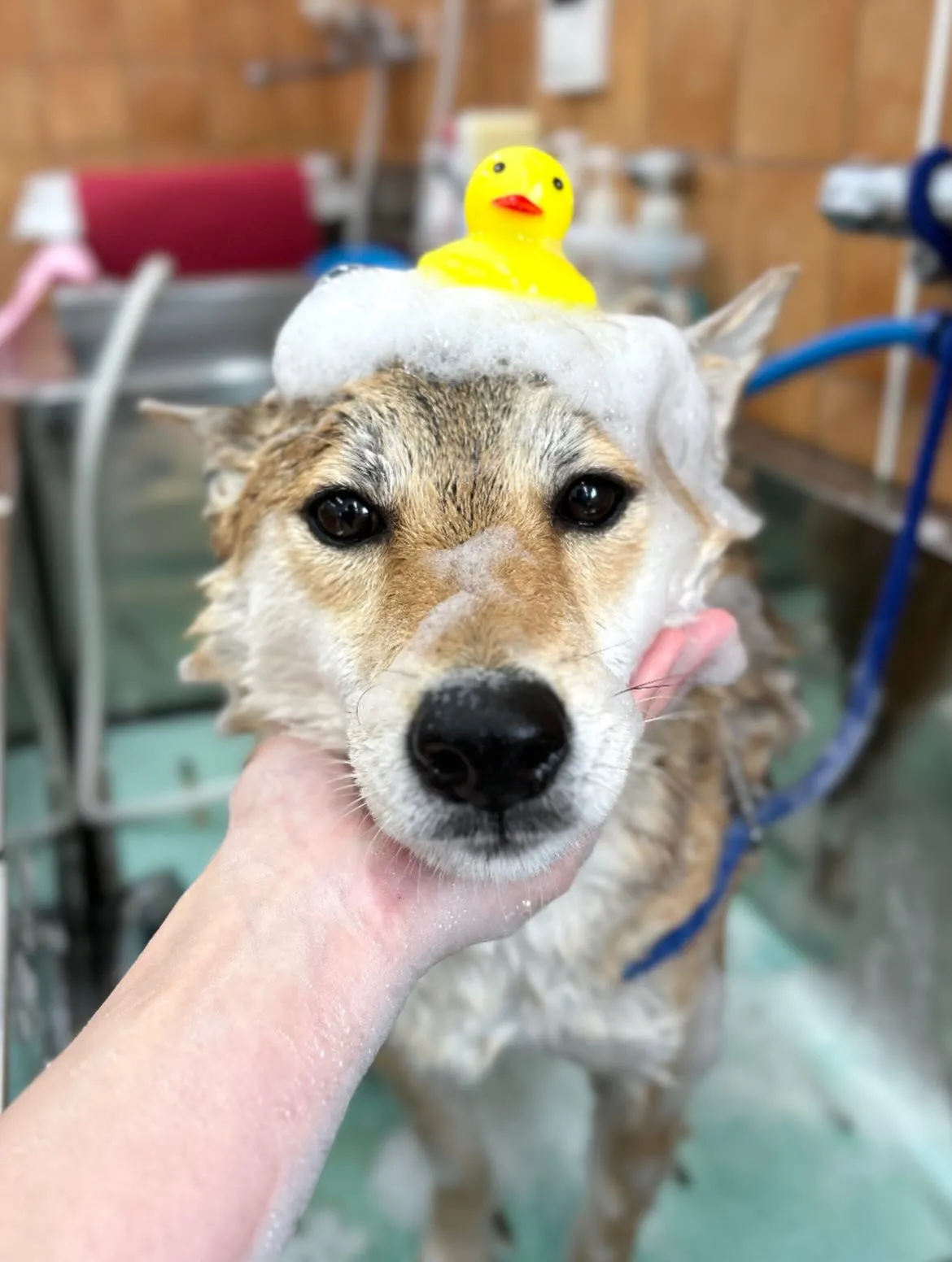 🌸ロイくん🌸