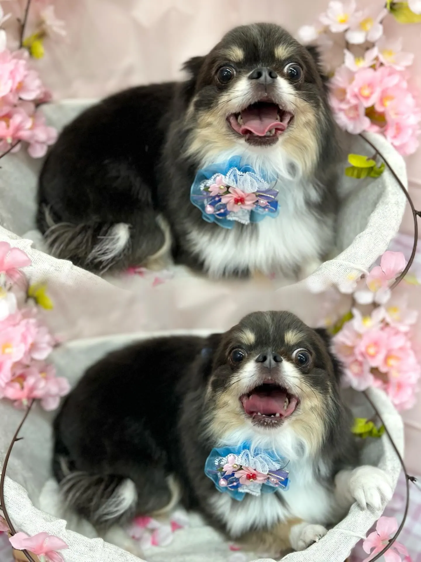 🌸クーくん🌸