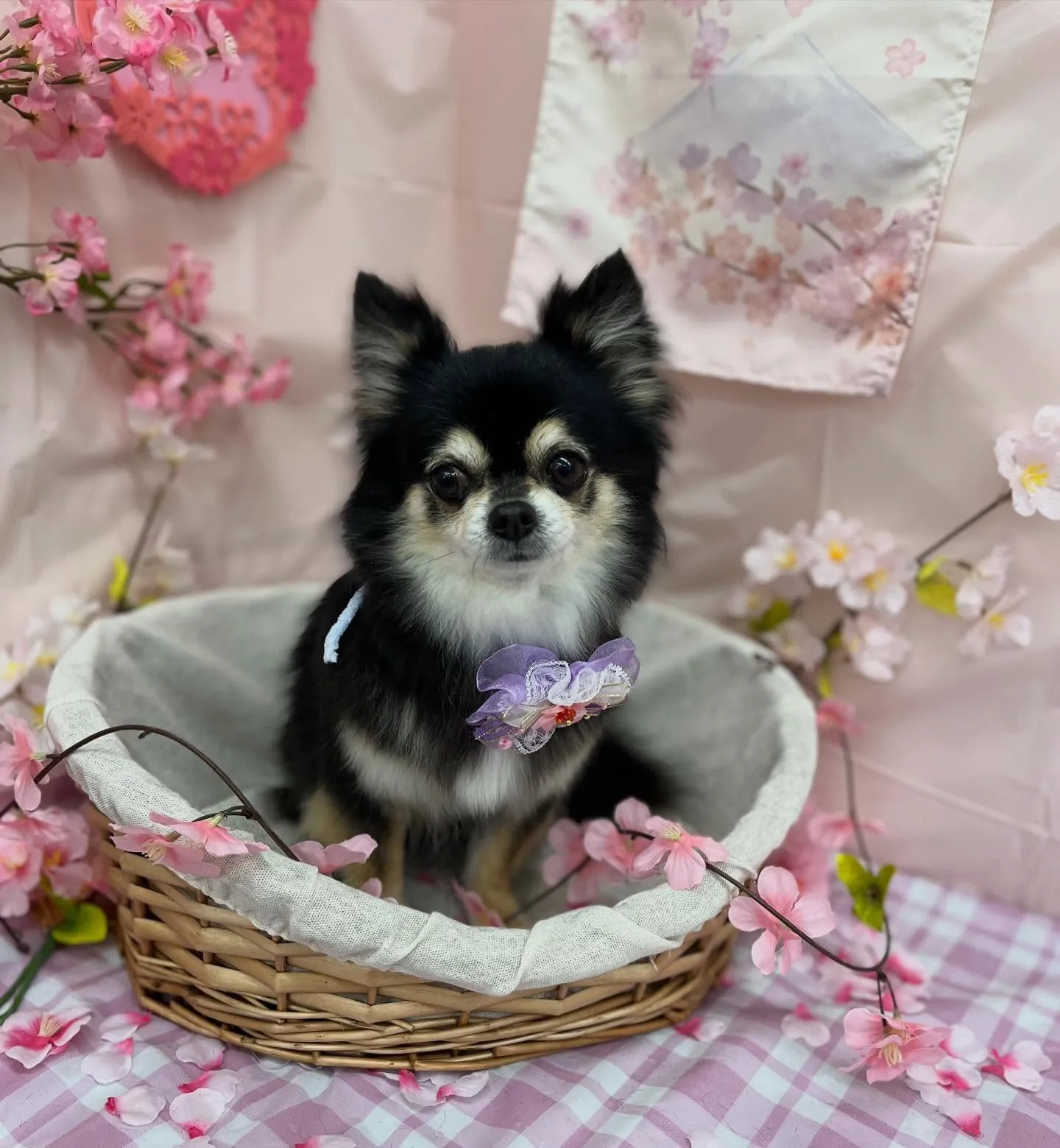 ももちゃん︎💕︎︎