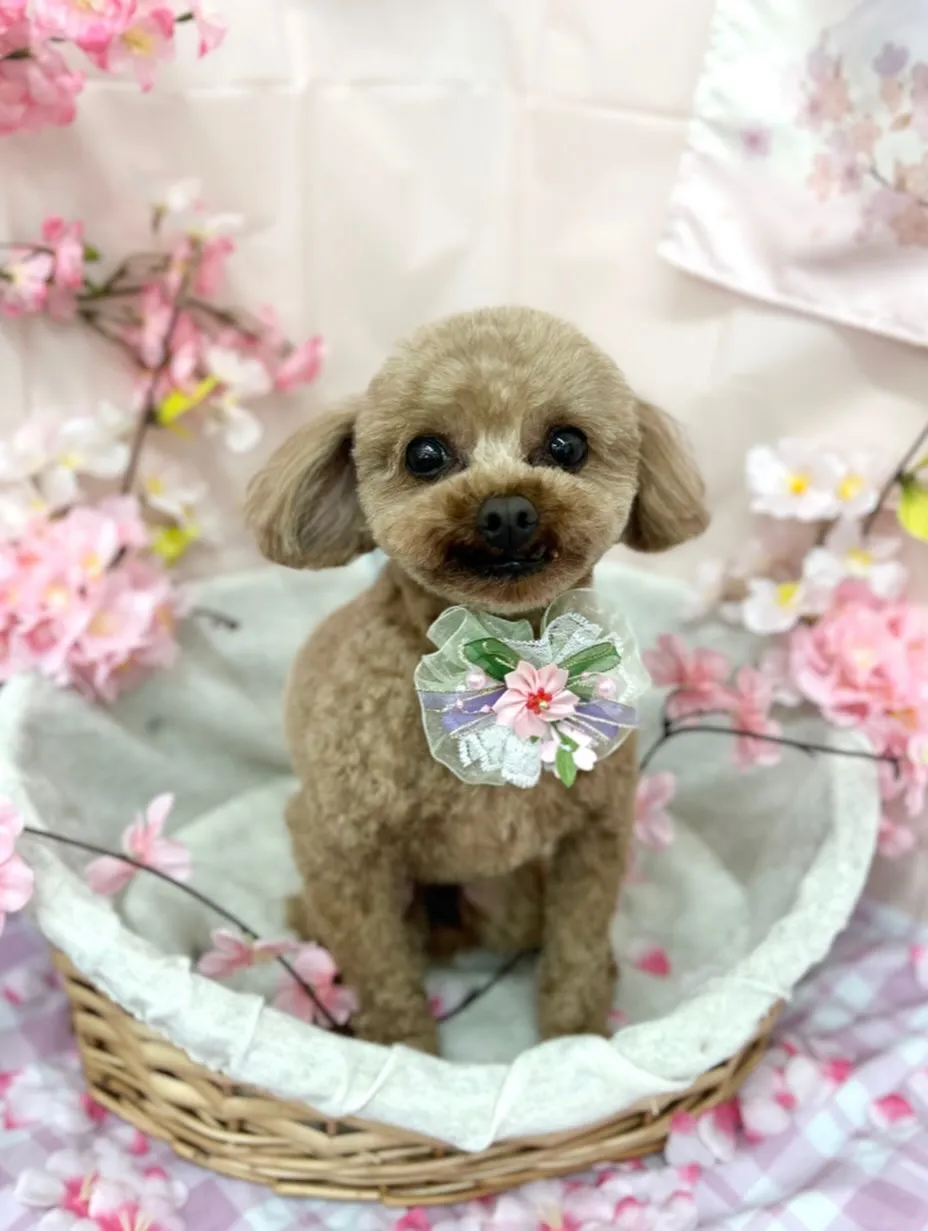 🌸こてつくん🌸