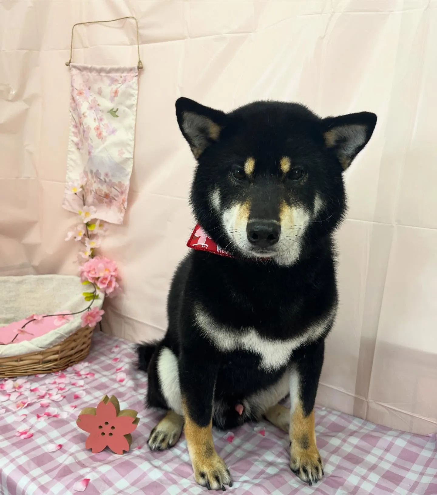 春助くん︎💕︎︎